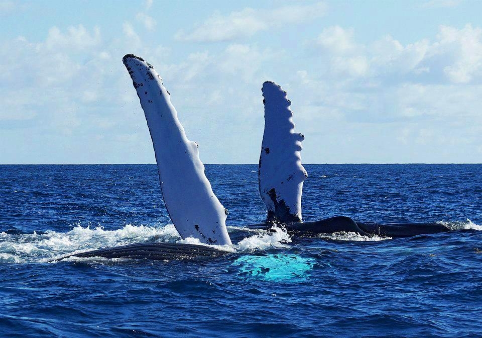 Humpaback Whales Samana Dominican Republic